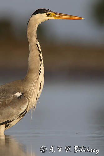 czapla siwa Ardea cinerea