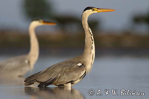 czapla siwa Ardea cinerea