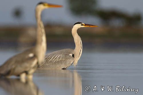 czapla siwa Ardea cinerea