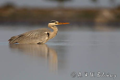 czapla siwa Ardea cinerea