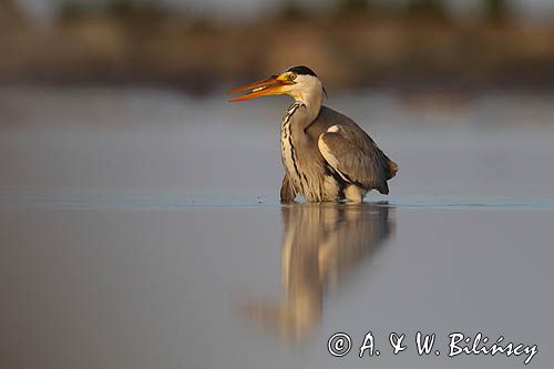 czapla siwa Ardea cinerea