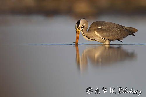 czapla siwa Ardea cinerea