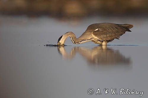 czapla siwa Ardea cinerea