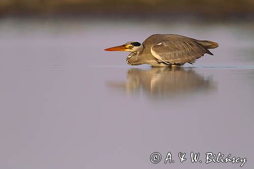 czapla siwa Ardea cinerea