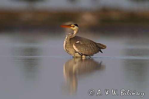 czapla siwa Ardea cinerea