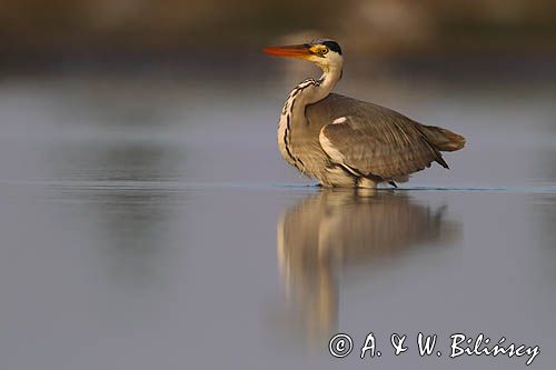 czapla siwa Ardea cinerea