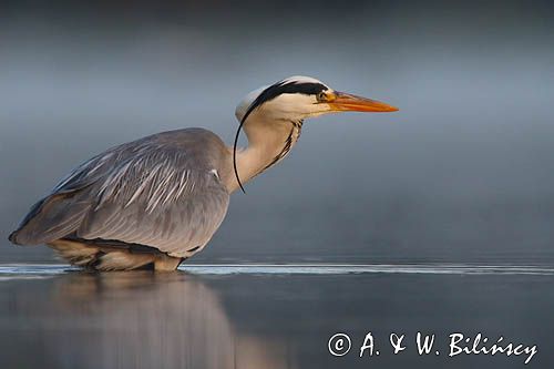 czapla siwa Ardea cinerea