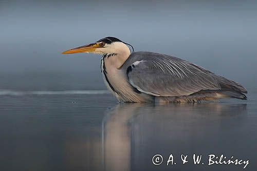 czapla siwa Ardea cinerea