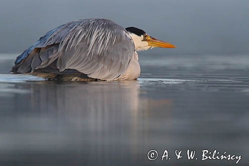 czapla siwa Ardea cinerea