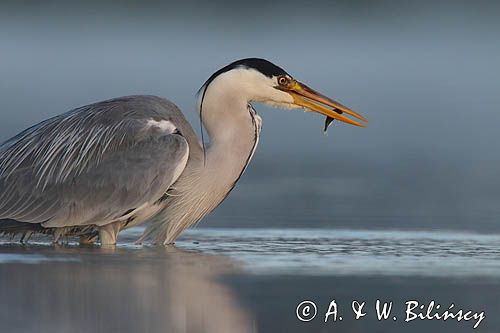 czapla siwa Ardea cinerea