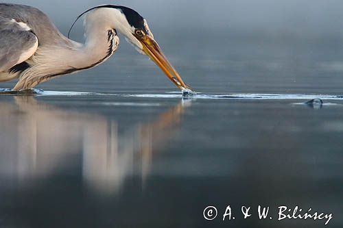 czapla siwa Ardea cinerea