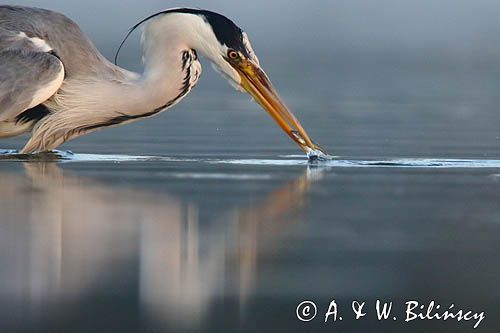 czapla siwa Ardea cinerea