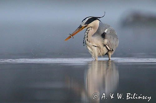 czapla siwa Ardea cinerea