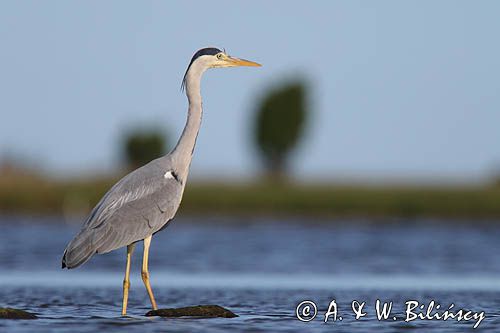 czapla siwa Ardea cinerea