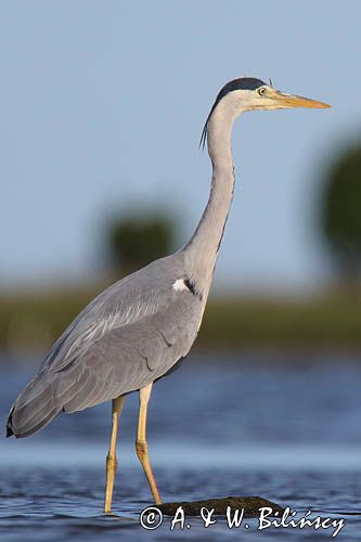 czapla siwa Ardea cinerea