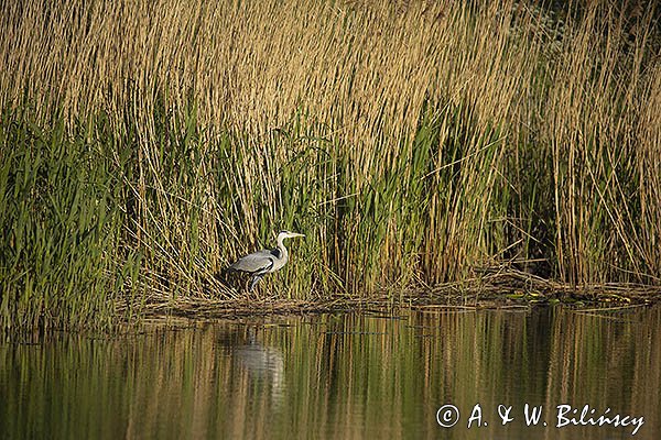 Czapla siwa, Ardea cinerea