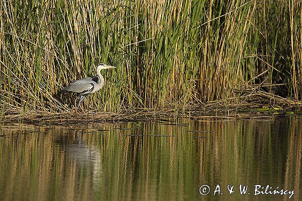 Czapla siwa, Ardea cinerea