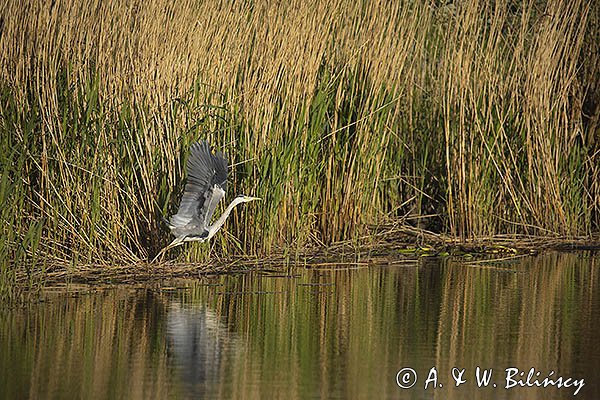 Czapla siwa, Ardea cinerea