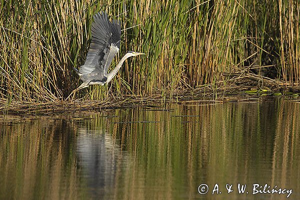 Czapla siwa, Ardea cinerea