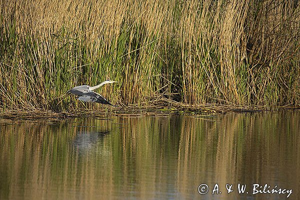 Czapla siwa, Ardea cinerea