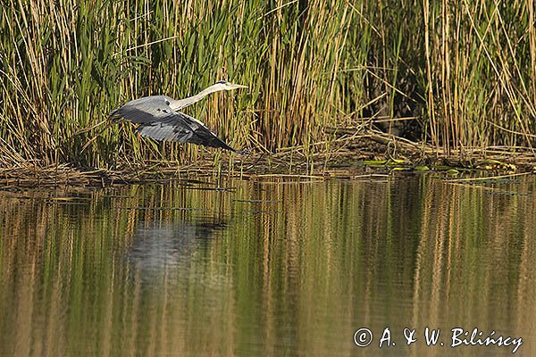 Czapla siwa, Ardea cinerea