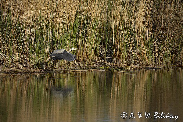 Czapla siwa, Ardea cinerea