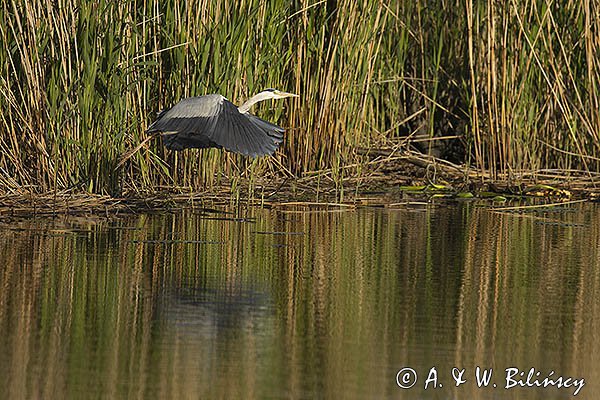 Czapla siwa, Ardea cinerea