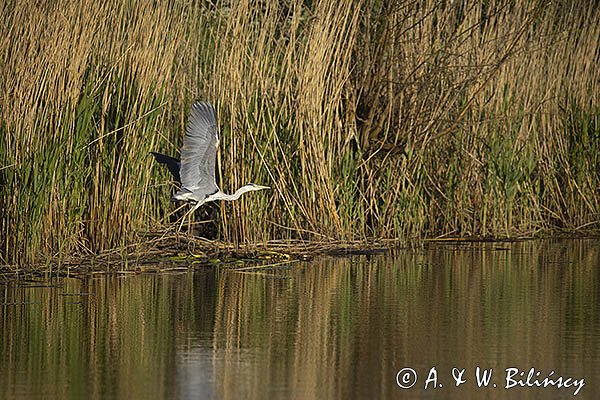 Czapla siwa, Ardea cinerea