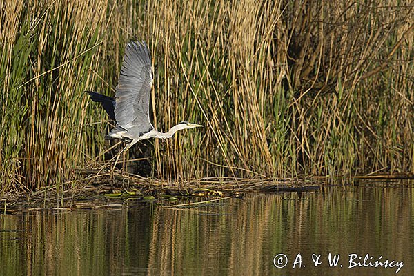 Czapla siwa, Ardea cinerea