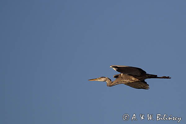 czapla siwa Ardea cinerea