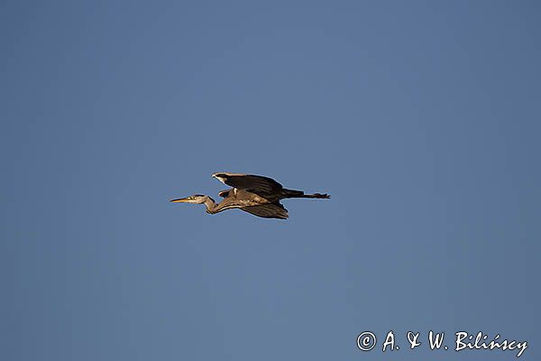 czapla siwa Ardea cinerea