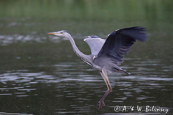 czapla siwa Ardea cinerea