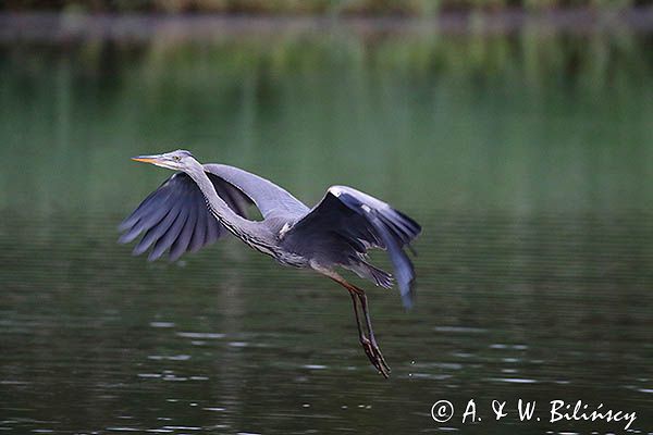 czapla siwa Ardea cinerea