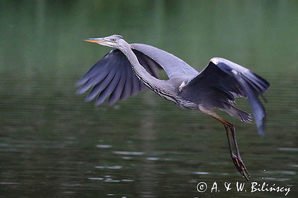 czapla siwa Ardea cinerea