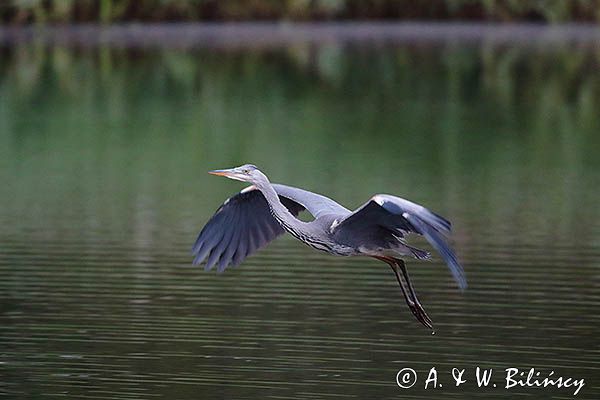 czapla siwa Ardea cinerea