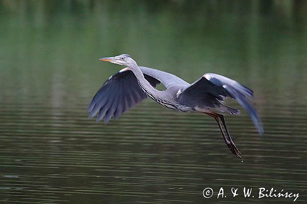 czapla siwa Ardea cinerea