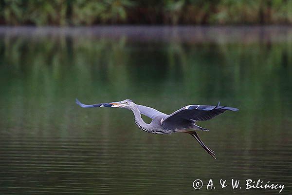 czapla siwa Ardea cinerea