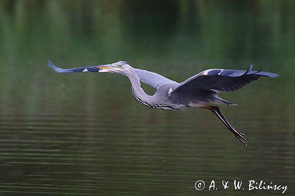 czapla siwa Ardea cinerea