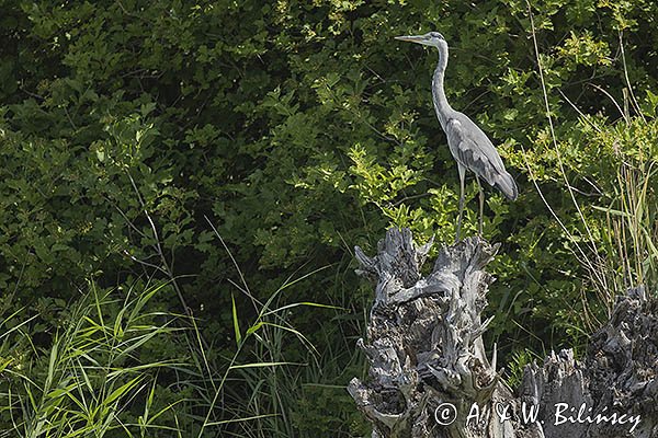 Czapla siwa, Ardea cinerea