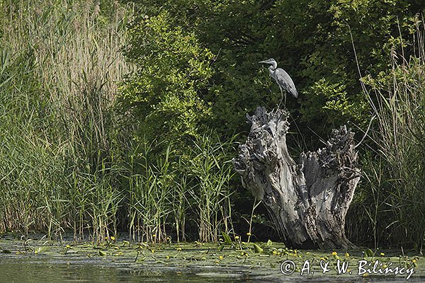 Czapla siwa, Ardea cinerea