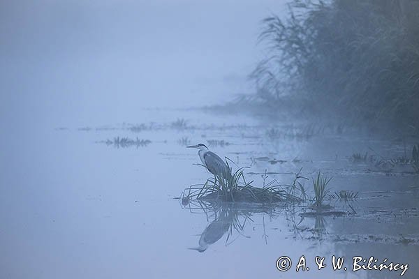 Czapla siwa, Ardea cinerea