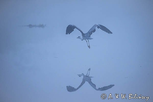 Czapla siwa, Ardea cinerea