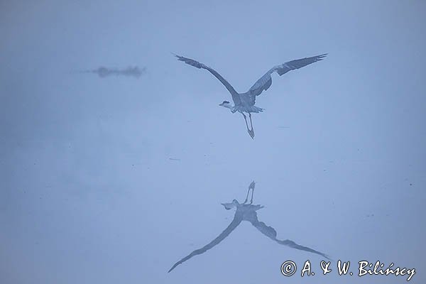 Czapla siwa, Ardea cinerea