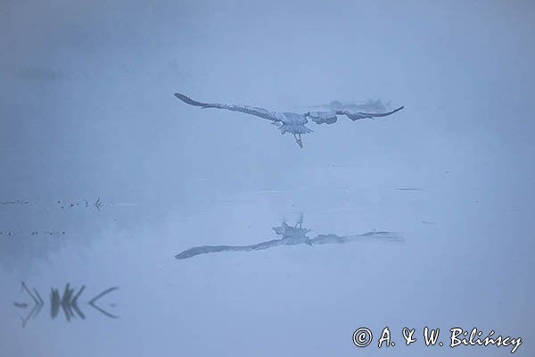 Czapla siwa, Ardea cinerea