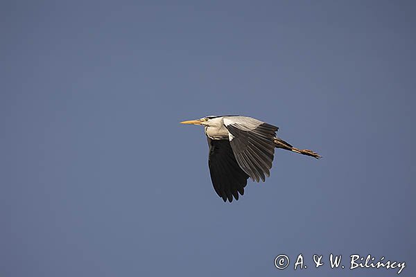 Czapla siwa, Ardea cinerea