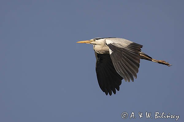 Czapla siwa, Ardea cinerea