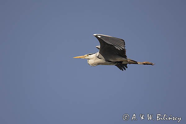 Czapla siwa, Ardea cinerea