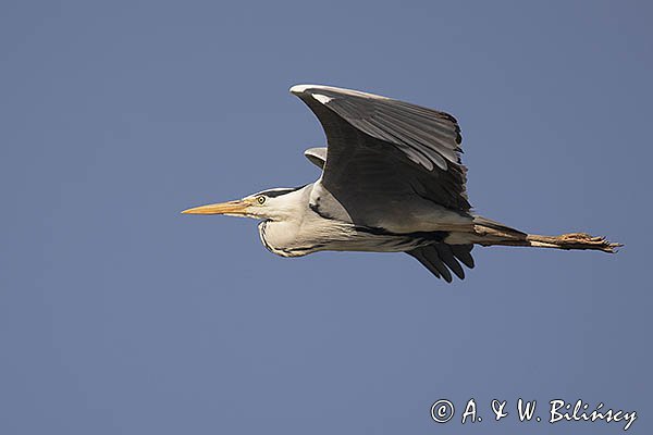 Czapla siwa, Ardea cinerea