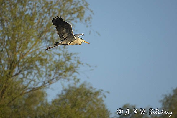 Czapla siwa, Ardea cinerea