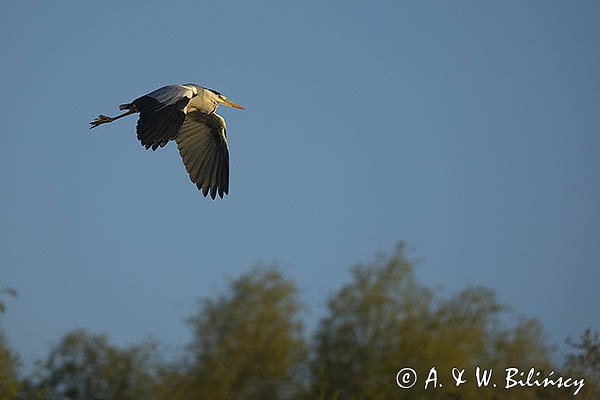 Czapla siwa, Ardea cinerea